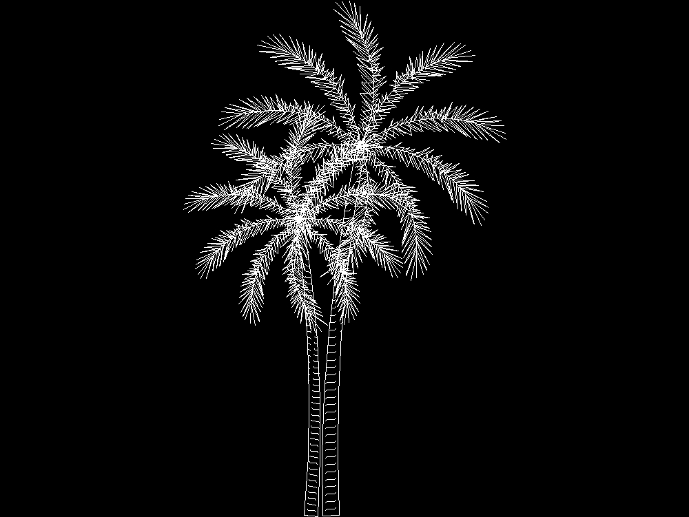 Palm tree in elevation