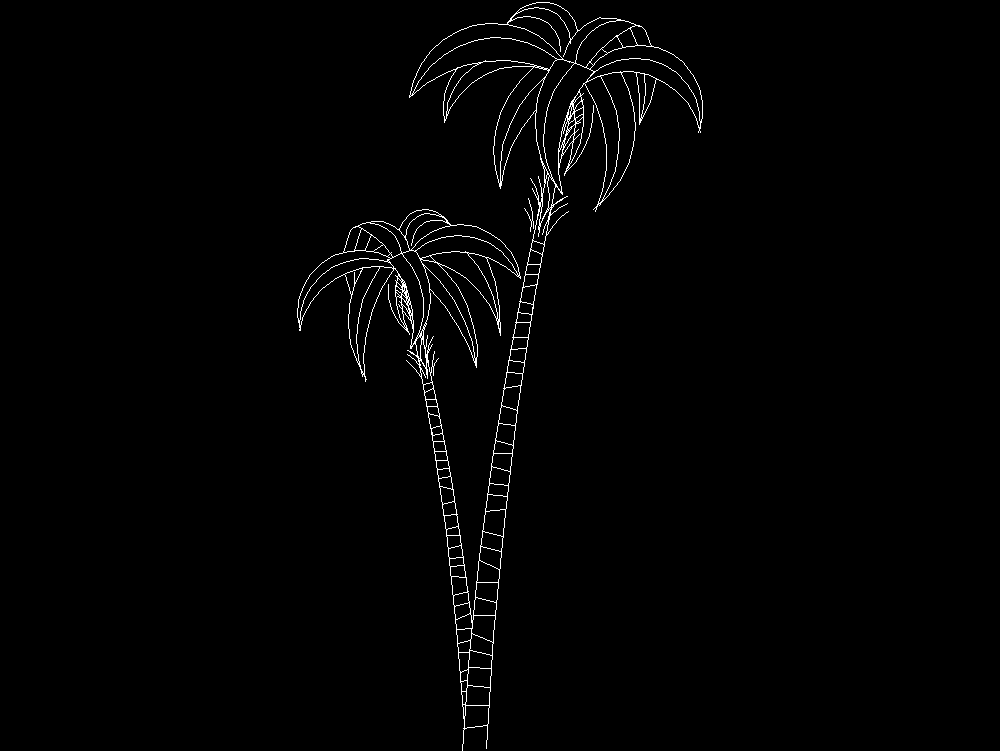 2d Palm - elevation