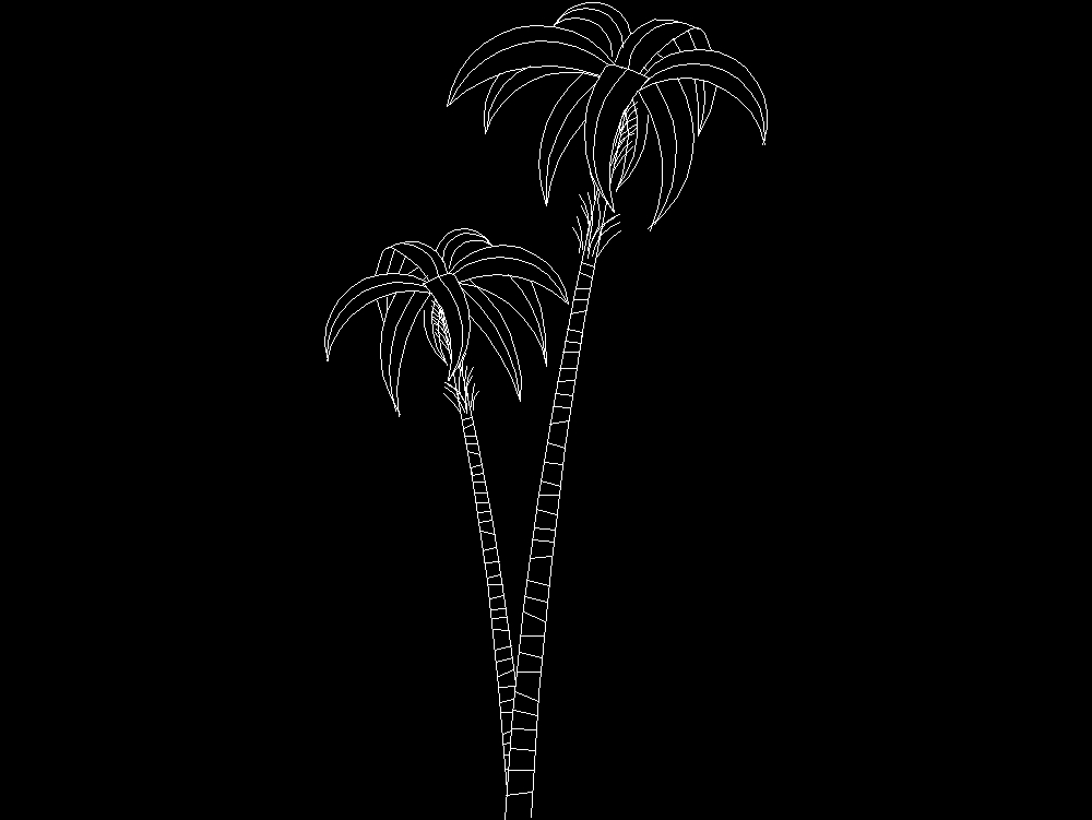 Palmeira em elevação