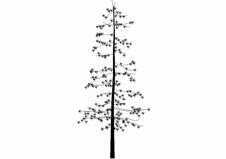 2D Coniferous tree - Elevation