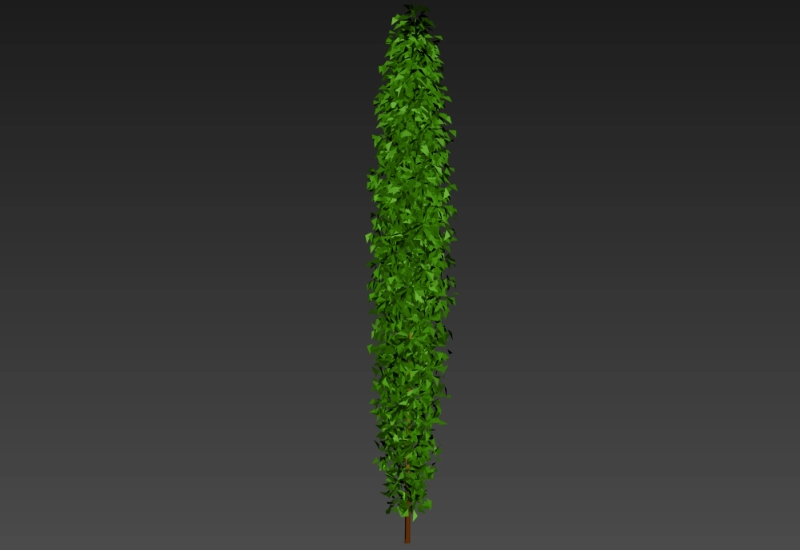 3D Coniferous Tree
