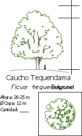 Ficus tequendamae