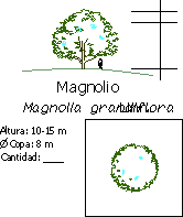Magnolien Grandiflora