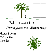 Parajubaea cocoide