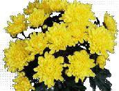 Yellow flower - Picture for renders