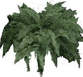 Fern - Picture for renders