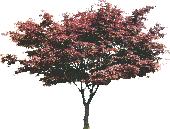 Red tree-  Picture for renders