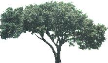 Tree - Picture for renders
