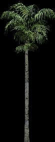 Palm - arbre - image pour les rendus
