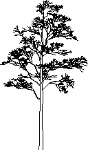 Baum 2d Höhe
