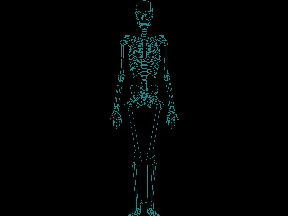 Esqueleto frontal (arqueologia)