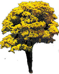Iipe jaune - image d'arbre pour le rendu