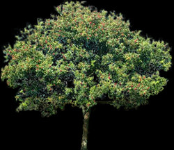 Image d'arbre Aroeira pour le rendu