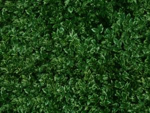 Green Foliage for green fences