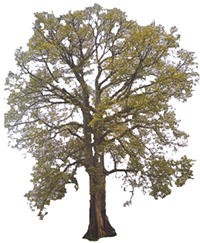 Photographie d'arbre