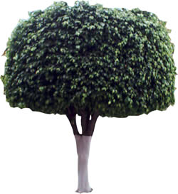 Ficus tree -  Picture for renders