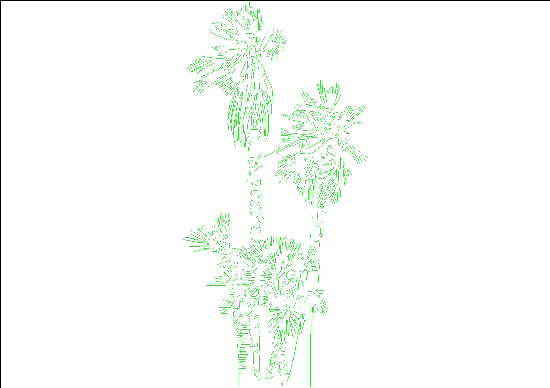 group of palm trees
