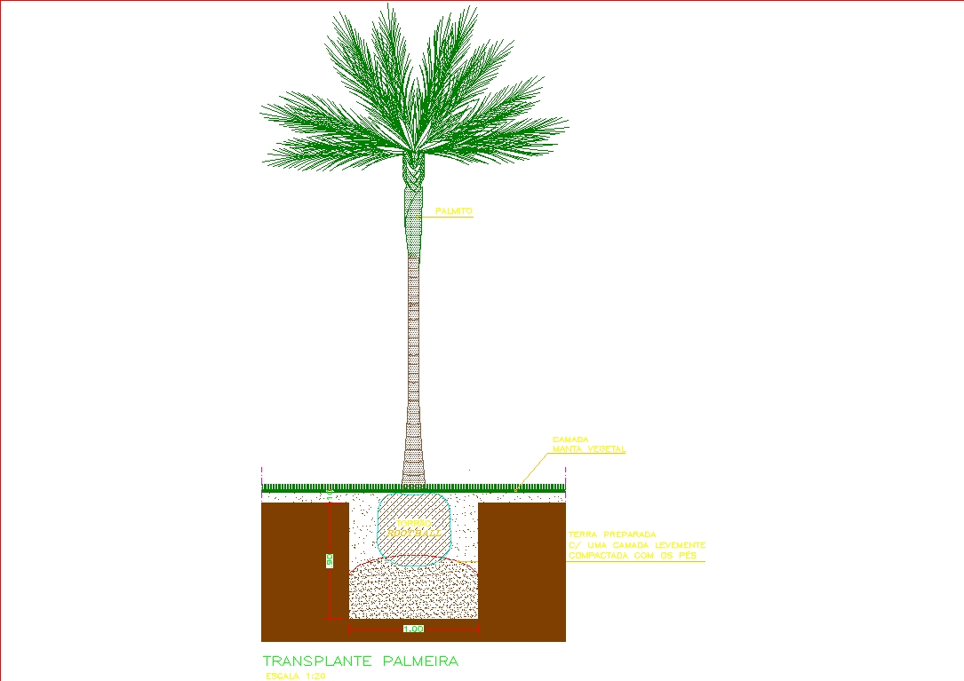 Détail de la plantation de palmiers
