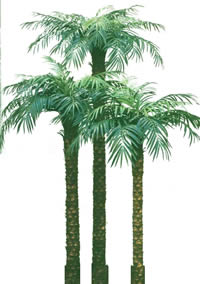 Palmiers avec carte d'opacité