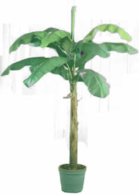 Banana tree -  Picture for renders