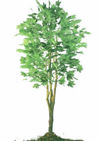 PLatano tree -  Picture for renders