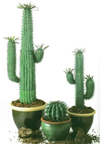 Cactus en macetas con mapa de opacidad