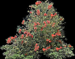 Arbusto con flores rojas y mapa de opacidad