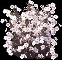Fleurs blanches avec carte d'opacité