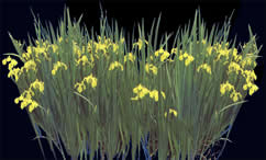 Fleurs jaunes avec carte d'opacité
