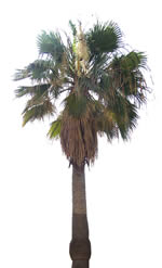 Palmier avec carte d'opacité