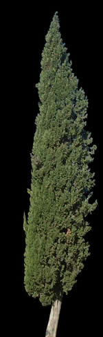 Baum - Zypressen - Fotografie mit Deckkraftkarte