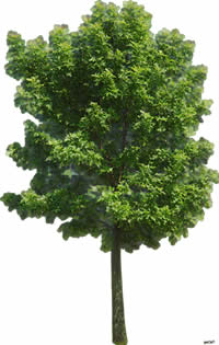 Ficus - image d'arbre pour les rendus