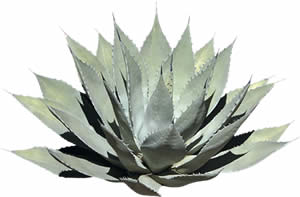 Agave - Bush  Picture for renders