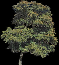 Image d'arbre pour le rendu
