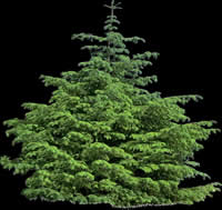 Coniferous - Tree Picture for renders