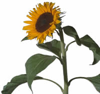 Sunflower -  Picture for renders