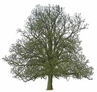Image d'arbre pour le rendu