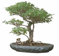 Bonsai -  Picture for renders