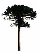 Araucaria angustifolia - Baumbild für Renderings