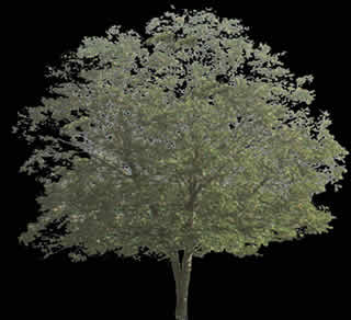 Walnut - Tree -  Picture for renders