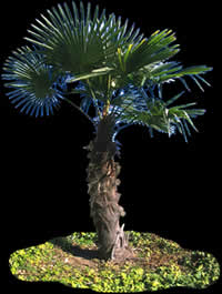 Palm - Bild zum Rendern