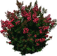 Bush - Picture for renders