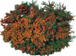 Busch mit orangefarbenen Blüten - Baumbild zum Rendern