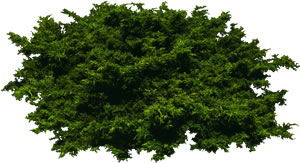 Bush- cringing - image d'arbre pour les rendus