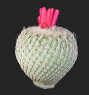 Cactus - Picture for renders