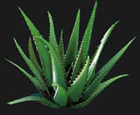 Kaktus - Bild zum Rendern