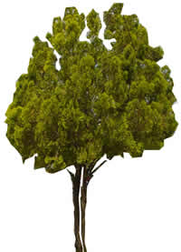 Ficus tree -  Picture for renders