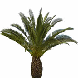 palmera enana