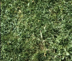 Herb - grass