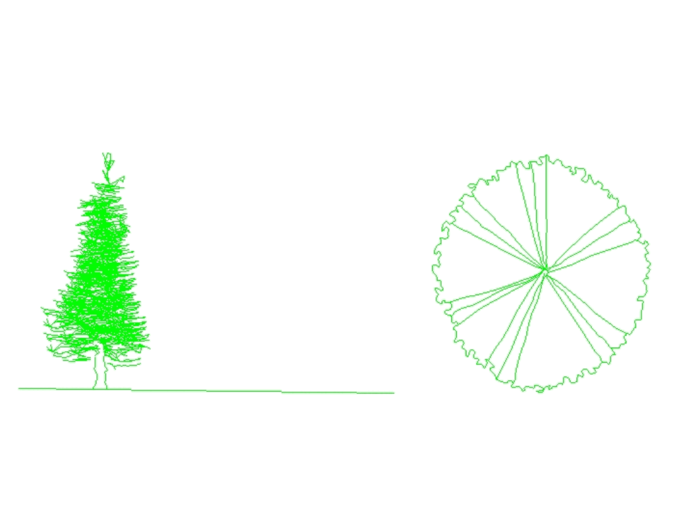 2D tree elevation - red fir